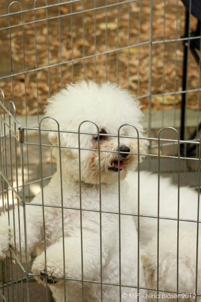 2012-07-01 B & B - Bedlington & Bichon Fun Day (3)_1000x1500.jpg